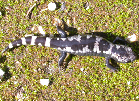 Marbled Salamander